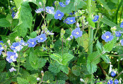 Germander Speedwell