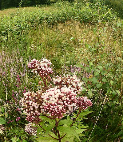 Hemp-agrimony in section 9.