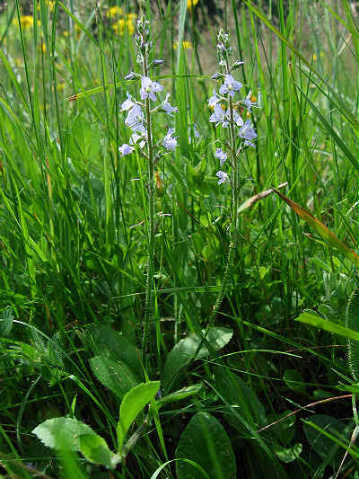 Heath Speedwell