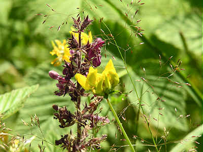 Greater Bird's-foot Trefoil (yellow) and Hedge Woundwort (purple)