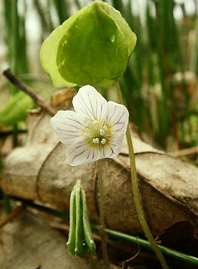 Wood Sorrel