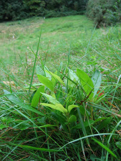 Rhododendron ponticum in section 4.