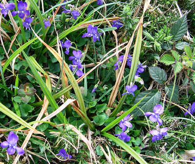 Common Dog-violet