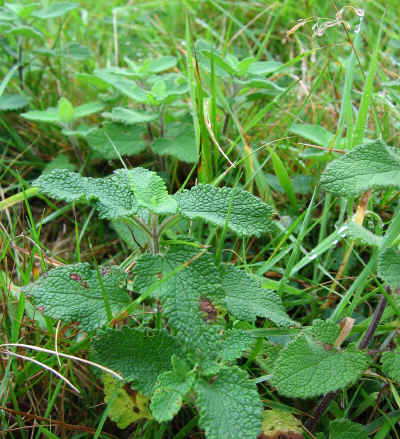 Wood Sage