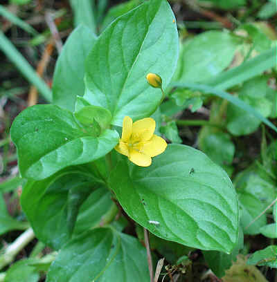 Yellow Pimpernel.