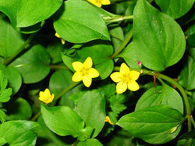 Yellow Pimpernel