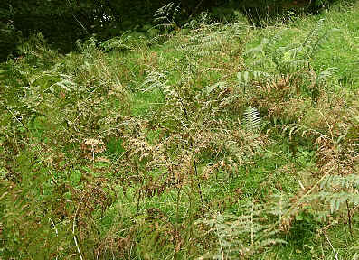 Bracken in section 1.