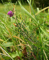 Bell Heather