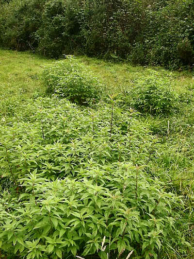 Hemp-agrimony in section 4.
