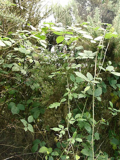 Section 5 - gorse, bramble and trees.