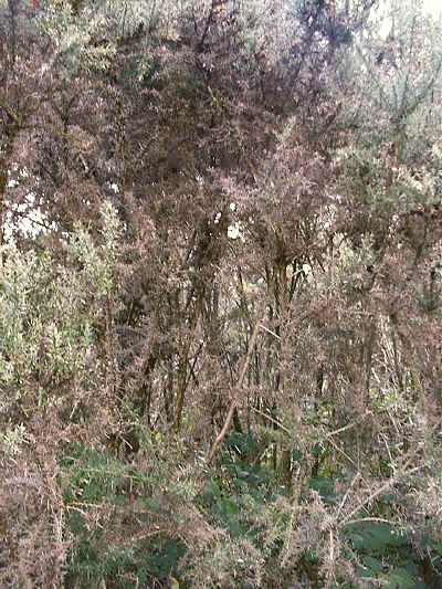 European Gorse in section 5.