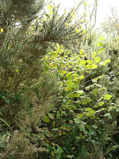 Hazel in amongst gorse in section 5.