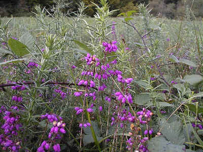 Bell Heather, gorse and bramble in section 7.