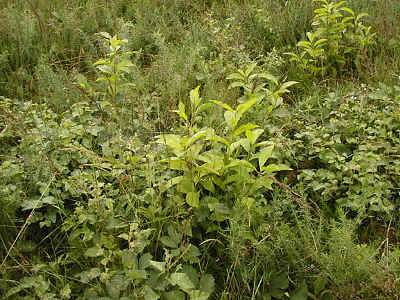 Tree seedlings in section 8.