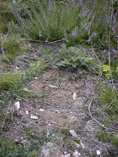 Bare sandy patches in section 9.