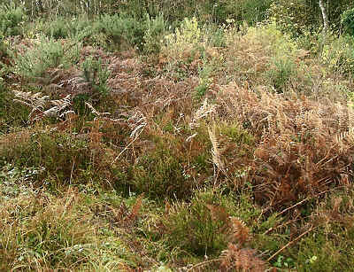 Bracken and Gorse behind the darker green of Heather, in the lower half of section 9.