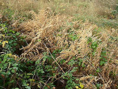 Bramble in amongst Bracken in the lower half of section 9.