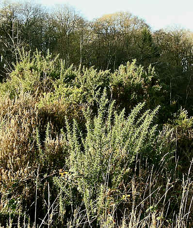 European Gorse in section 9.