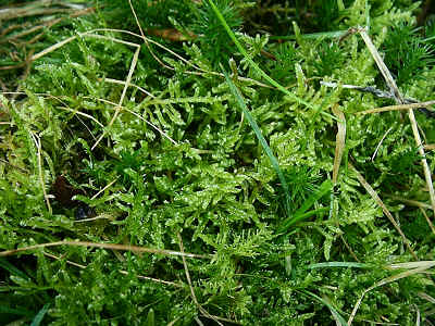 Hypnum jutlandicum, Polytrichum formosum and Thuidium tamarascinum in section 9.