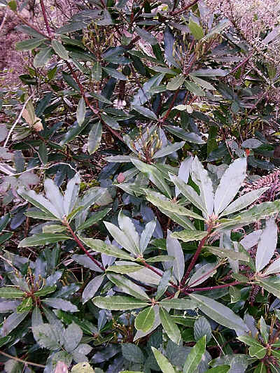 Rhododendron ponticum in section 5.