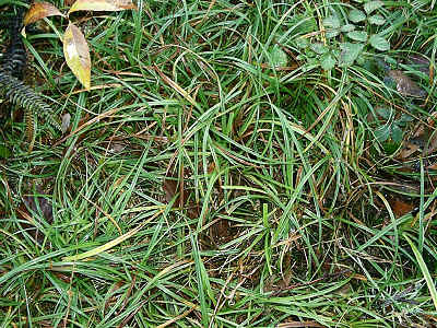Sedges in section 9.