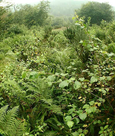 Birch and other tree seedlings in amongst Bracken in the upper half of section 9.