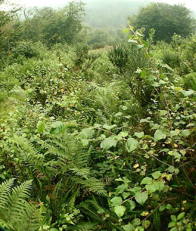 wpeDD.jpg (45574 bytes)