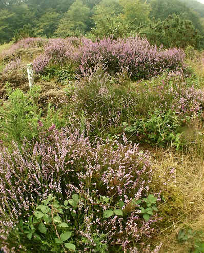 Heather (Calluna vulgaris).