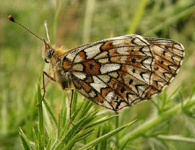 Small Pearl-bordered Fritillary on gorse.