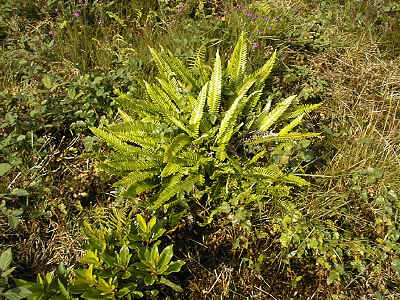 Hard Fern (middle) and Rhododendron ponticum (lower left).