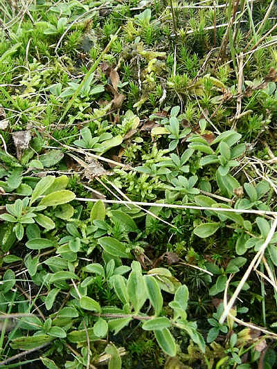 Heath Speedwell and Polytrichum in section 6.