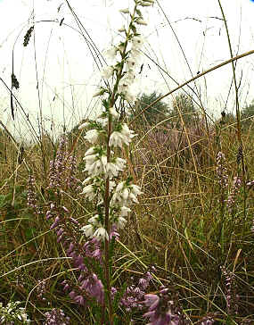 White Heather in section 9.