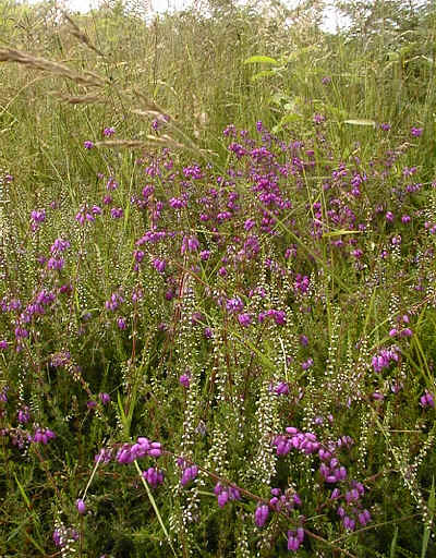 Ling and Bell Heather in section 8