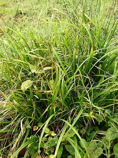 Sedges in section 4.