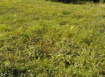 The upper half of section 7.