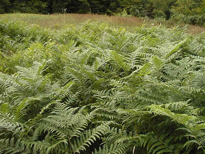 Section 8 - bracken at the base.