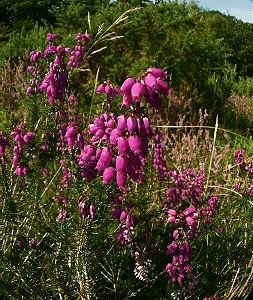 Bell Heather