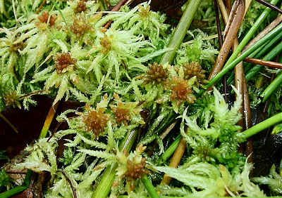 Sphagnum moss.