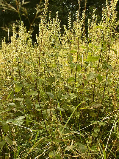 Wood Sage in section 3