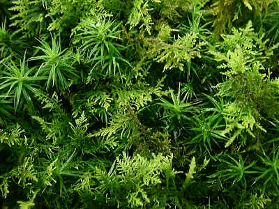 Polytrichum formosum and Thuidium tamarascinum.