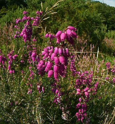 Bell Heather