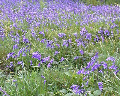 Bluebells on the project site.