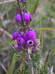 Bell Heather.