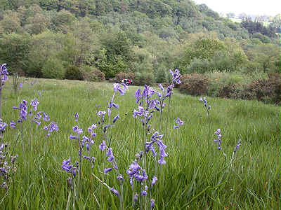 Bluebells in section 6.