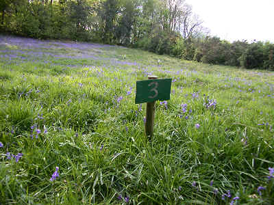 Bluebells in section 3.