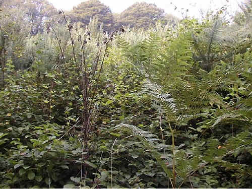 Section 5 (September) Marsh Thistle and Bracken in foreground.