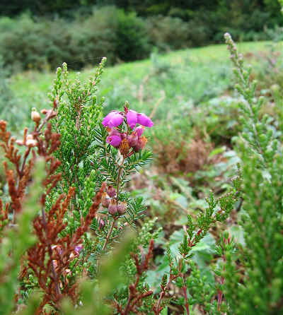 Bell Heather in section 7