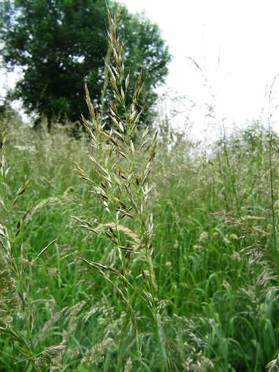 False Oat Grass