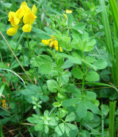 Greater Bird's-foot Trefoil.