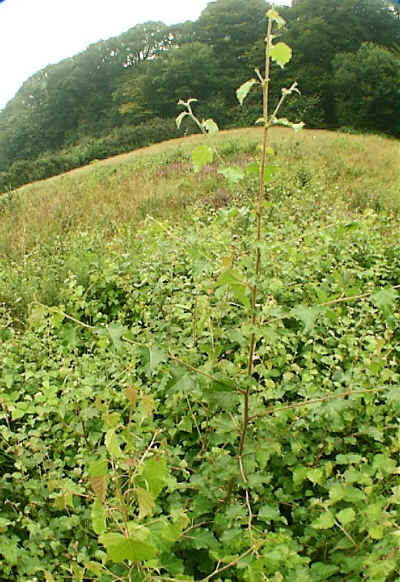 Silver Birch in Section 9